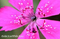 Macro,Blumen,Pflanzen,Rote Pf&uuml;tze,SHK,Licht(d)erWelt-Foto,Thomas Henning Reichenbach,Fotograf