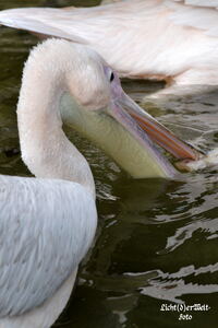 #lichtderweltfoto #tiere #v&ouml;gel #pelikane