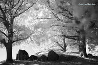 #lichtderweltfoto #infrarot #schwarzweiss #kongsvendsh&ouml;j #megalithgrab #dolmen #lolland #d&auml;nemark